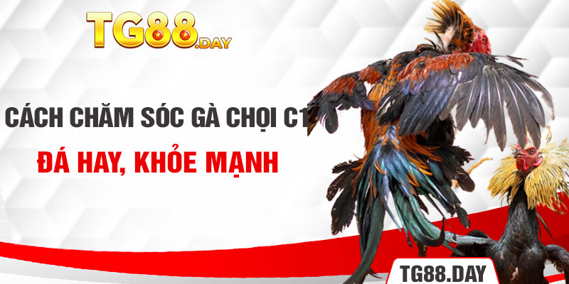 Cách chăm sóc gà chọi C1 đá hay, khỏe mạnh