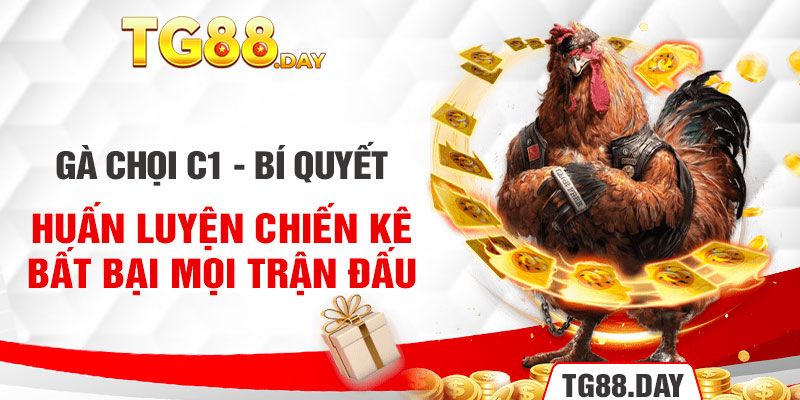 Gà Chọi C1 - Bí Quyết Huấn Luyện Chiến Kê Bất Bại Mọi Trận Đấu