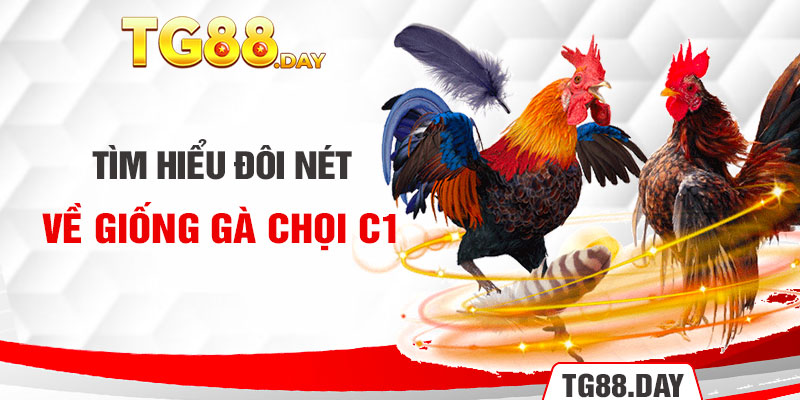 Tìm hiểu đôi nét về giống gà chọi C1