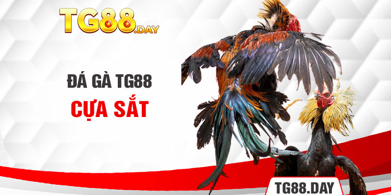 Đá gà TG88 cựa sắt