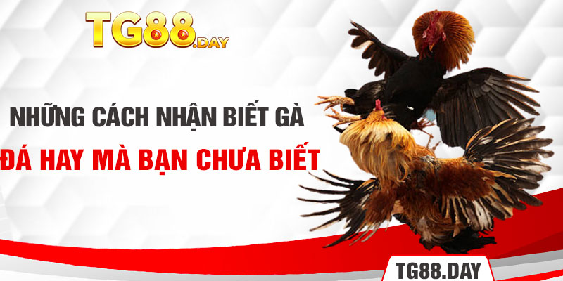 Những giống gà đá mạnh mẽ hàng đầu hiện nay