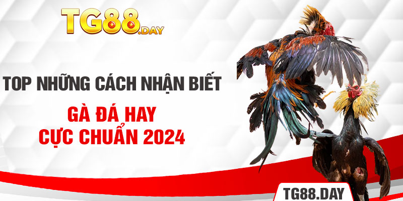 Top Những Cách Nhận Biết Gà Đá Hay Cực Chuẩn 2024